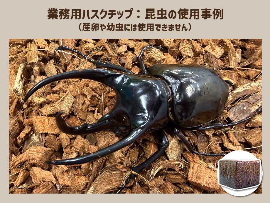 業務用ハスクチップ：昆虫の使用事例5
