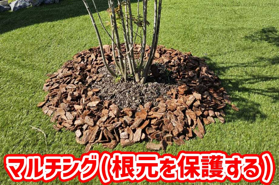 マルチング（根元を保護する）