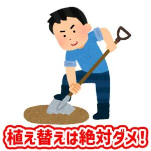 夏バテで弱った時の植え替えは絶対ダメ！