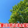 庭木の夏バテ防止法＆猛暑対策