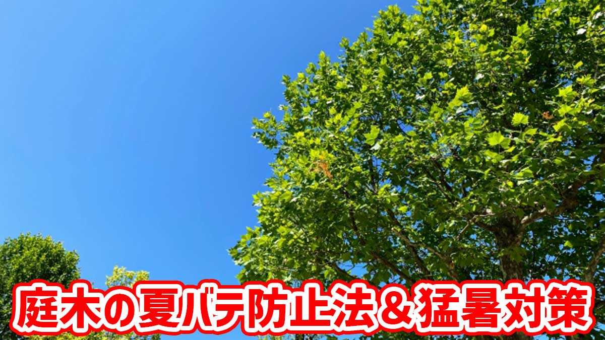 庭木の夏バテ防止法＆猛暑対策
