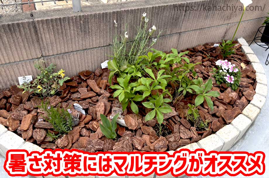 暑さい対策にはマルチングがオススメ