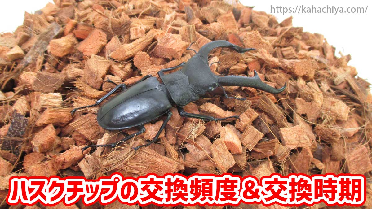 ハスクチップ（クワガタの床材）の交換頻度＆交換時期