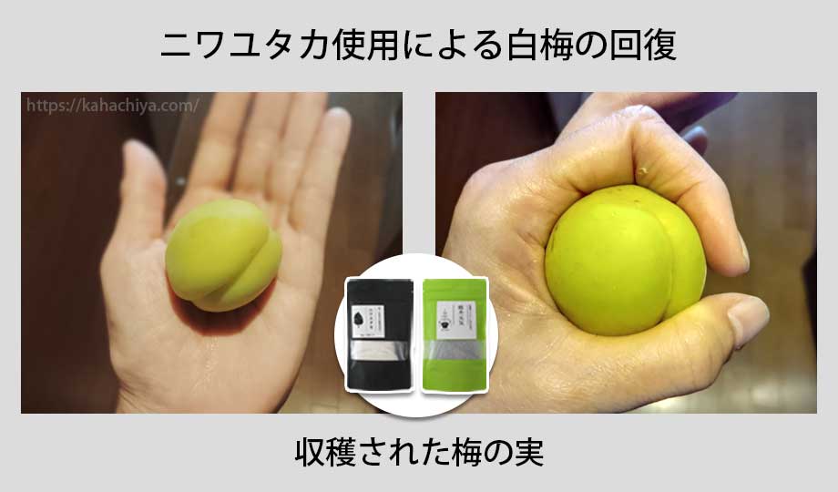 白梅に「ニワユタカ肥料セット」を使用した事例
